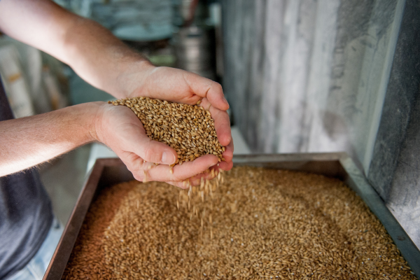 Do Malte ao Copo: O Caminho para uma Produção de Cerveja Mais Sustentável