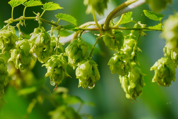 Lúpulo Orgânico e Grãos Sustentáveis: A Revolução Verde da Cerveja Artesanal
