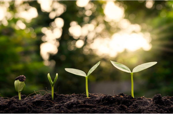 Cervejarias Carbono Zero: Como a Produção de Cerveja Pode Ser Mais Ecológica